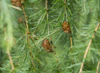 larch closeup