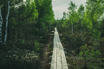 Fototapeta na wymiar dark wooden footpath boardwalk in the bog swamp area