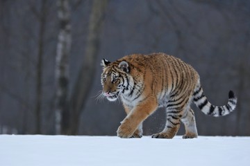Siberian tiger in snow