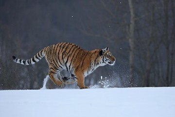 Fototapeta premium Tygrys syberyjski w śniegu