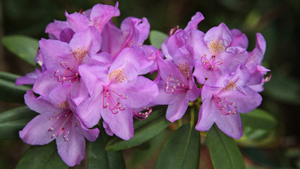 Rhododendron