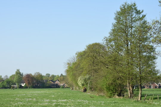 houtsingel en weiland met pinksterbloemen aan de rand van een stad in de Achterhoek in het voorjaar