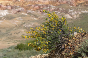 Siberian pea shrub (Caragana arborescens) on multicolored red, orange and yellow striped hills under the bright blue sky in Kiin-Kerysh (Valley of Spirits) Eastern Kazakhstan