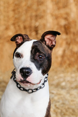 American staffordshire terrier, amstaff, stafford 
