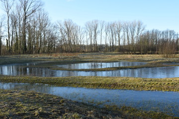 bevroren overstroomd nieuw natuurgebied bij de Kruisbergse bossen in de Achterhoek