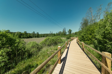 Fototapeta premium wooden footpath boardwalk in the bog swamp area