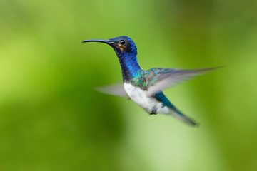 Hummingbird flying next to beautiful flower, Costa Rica. Wildlife scene from nature. Birdwatching in South America, Trinidad, Tobago.