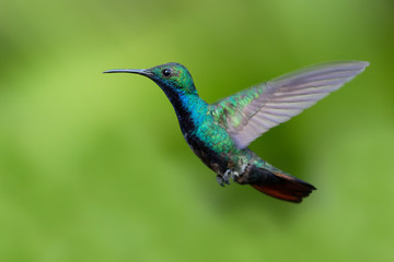 Hummingbird flying next to beautiful flower, Costa Rica. Wildlife scene from nature. Birdwatching in South America, Trinidad, Tobago.
