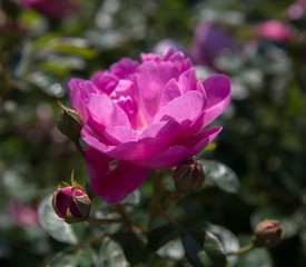 Blooming rich pink English roses in the garden on a sunny day, roses for Valentine Day. Rose Royal Jubilee