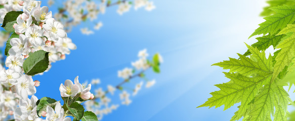 Obraz na płótnie Canvas blossoming branch against the sky closeup