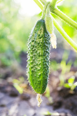 fresh healthy vegetable green cucumber grown in the garden on the farm in summer Sunny day after rain
