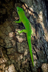 Naklejka na ściany i meble Green gecko from Nosy Be (Madagascar)