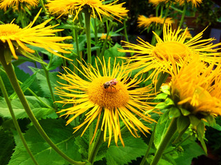 elecampane yellow flowers and bee