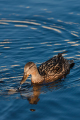 Closeup of a female mallard duck on the water