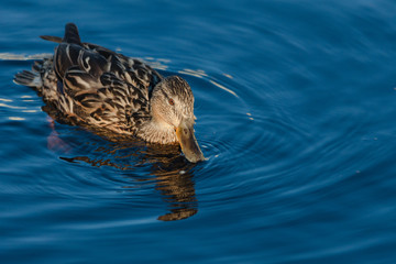 Closeup of a female mallard duck on the water