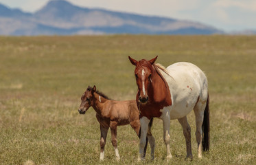 Obraz premium Wild Horse Mare and Foal