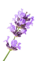Fototapeta na wymiar Beautiful lavender flower