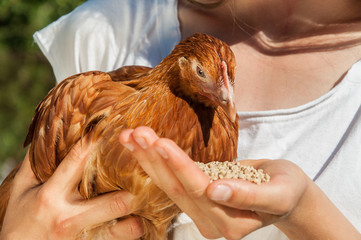 Une femme nourrit un poulet