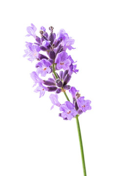 Fototapeta Lavender flower on white