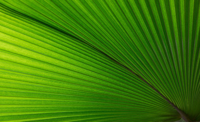 abstract background, diagonal lines of a fan palm leaf