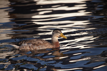 Closeup of a female mallard duck on the water