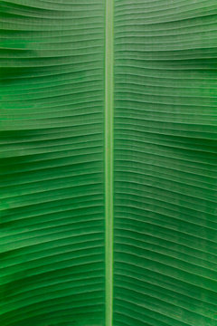 symmetrical image of a large tropical banana leaf musa, green, abstract background