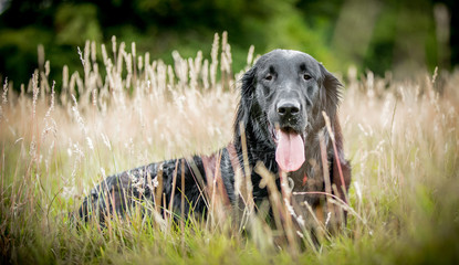 The Flat Coat Retriever
