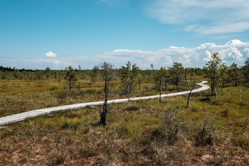 wooden footpath boardwalk in the bog swamp area