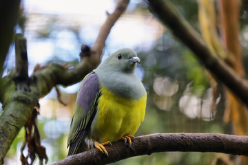 Gallicolumba tristigmata also known as yellow-breasted ground dove