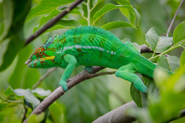 Leopard chameleon from Nosy Be Island (Madagascar)