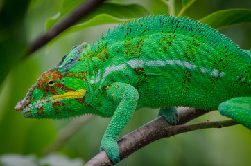 Leopard chameleon from Nosy Be Island (Madagascar)