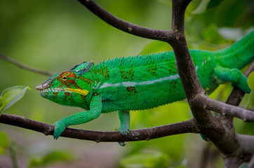 Leopard chameleon from Nosy Be Island (Madagascar)