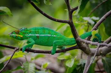Leopard chameleon from Nosy Be Island (Madagascar)