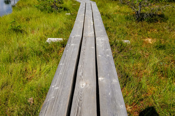 Fototapeta premium wooden footpath boardwalk in the bog swamp area