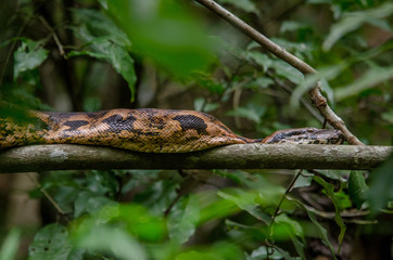 Boa snake from Nosy Be (Madagascar)