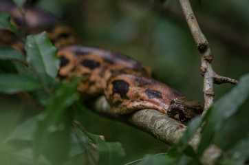 Boa snake from Nosy Be (Madagascar)