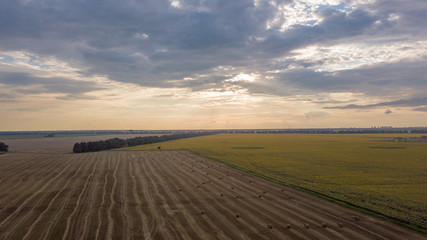 Fototapeta premium Aerial drone view of wineyards fields from the top at the sunset. Drone Aerial View Concept.