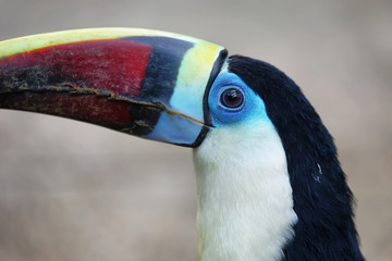 Ramphastos tucanus in a zoo