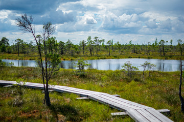 wooden footpath boardwalk in the bog swamp area