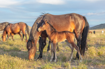 Wild Horse Mare and Foal