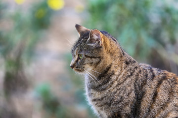 large striped European grey cat