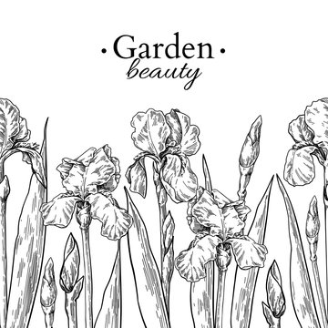 Iris flower and leaves border drawing. Vector hand drawn engraved floral seamless pattern