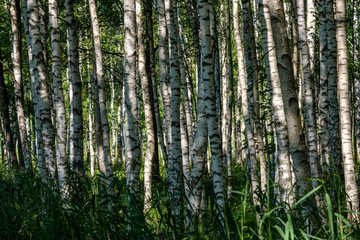 birch tree trunk texture
