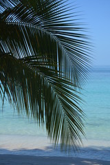 plage et palmes 2
