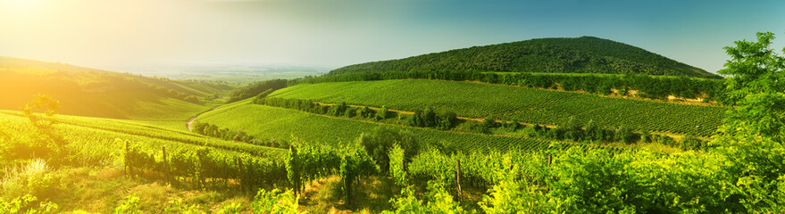 Fototapeta na wymiar Vineyard in Hungary, panorama view