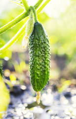 fresh healthy vegetable green cucumber grown in  the garden on the farm in summer Sunny
