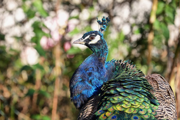 Obraz premium Colorful Peacock portrait