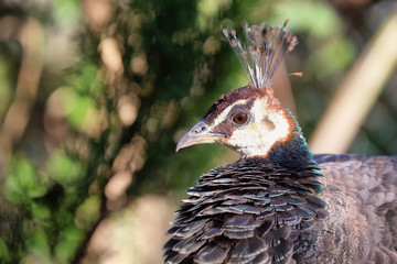 Colorful Peacock portrait