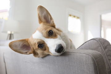 Portrait of dog relaxing on sofa at home