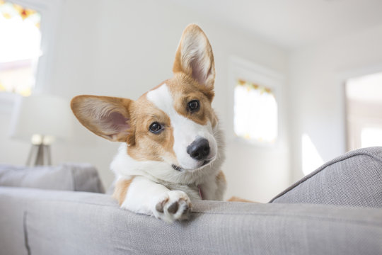 Low angle portrait of dog relaxing on sofa at home